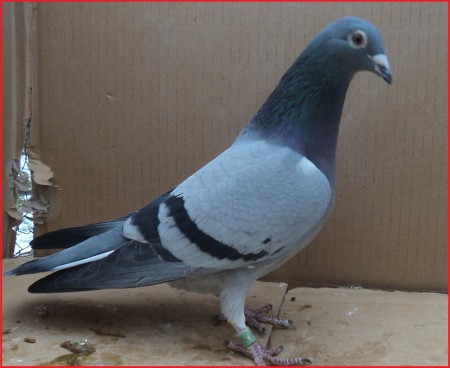 SK- 03502- 2011- 201