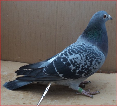 SK- 03502- 2011- 237