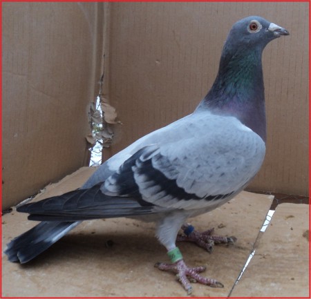 SK- 03502- 2011- 256