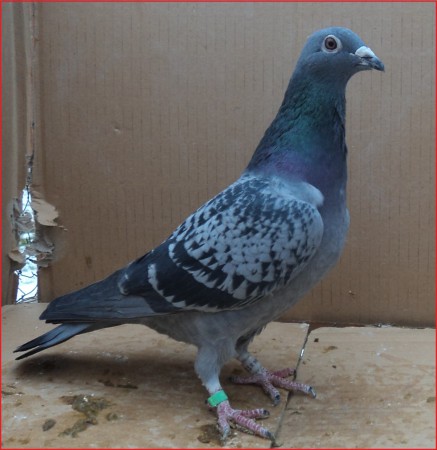 SK- 03504- 2012- 1020