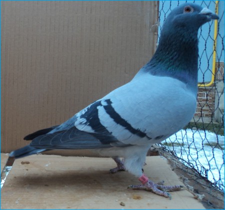 SK- 03502- 2010- 173