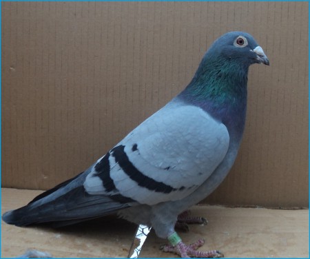 SK- 03502- 2011- 261