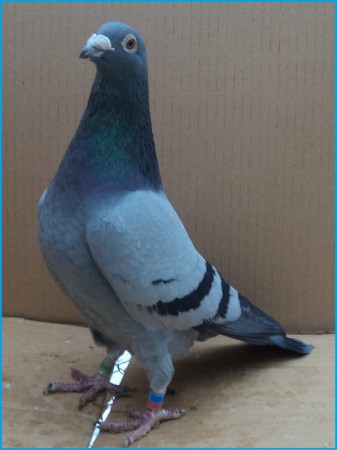 SK- 03502- 2011- 261