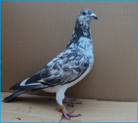 SK- 03502- 2013- 402