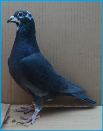 SK- 03502- 2013- 440