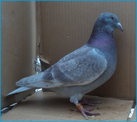 SK- 03502- 2013- 447